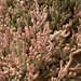 Salicornia natalensis - Photo (c) Vera De Cauwer,  זכויות יוצרים חלקיות (CC BY-NC-ND), הועלה על ידי Vera De Cauwer