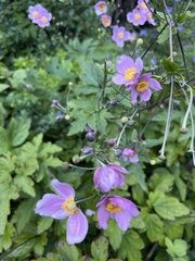 Eriocapitella hupehensis