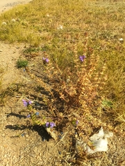 Dracocephalum olchonense