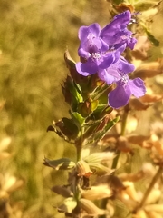 Dracocephalum olchonense