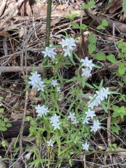 Crowea angustifolia