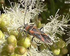 Arocatus rusticus