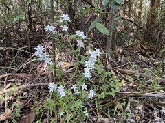 Crowea angustifolia