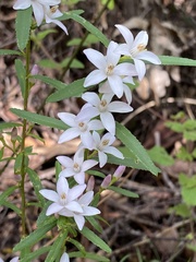Crowea angustifolia