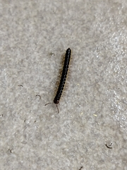 Asiomorpha coarctata