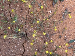 Arabidella nasturtium