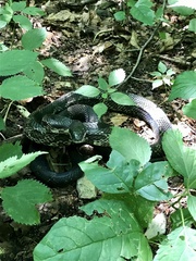 Pantherophis spiloides