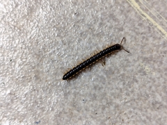 Asiomorpha coarctata
