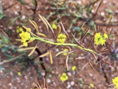 Arabidella nasturtium