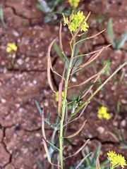Arabidella nasturtium