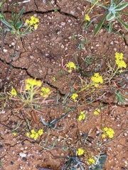 Arabidella nasturtium