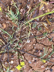 Arabidella nasturtium