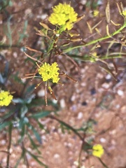 Arabidella nasturtium