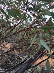 Eucalyptus socialis