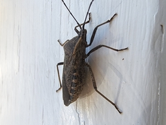 Anasa