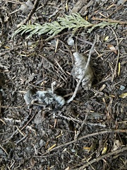 Peromyscus sonoriensis