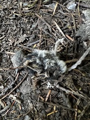 Peromyscus sonoriensis