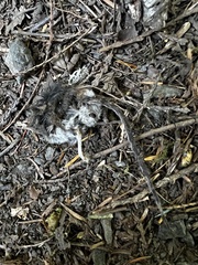 Peromyscus sonoriensis