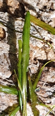 Potamogeton ochreatus
