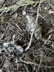 Peromyscus sonoriensis