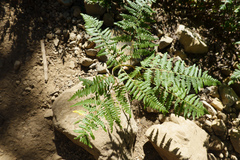 Pteridium aquilinum pubescens