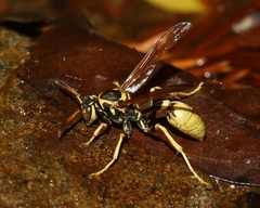 Mischocyttarus flavitarsis