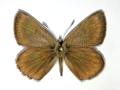 Polyommatus ripartii