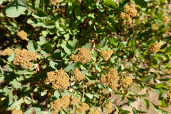 Spiraea splendens