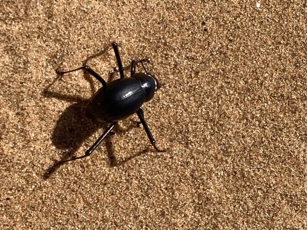 Black Fog-basking Namib Darkling from Dorob National Park, Erongo, NA ...