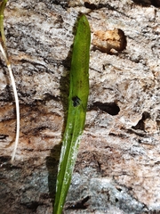 Potamogeton ochreatus