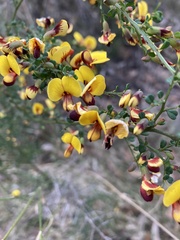 Bossiaea obcordata