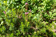 Phyllodoce empetriformis