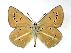 Polyommatus ripartii