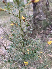 Bossiaea obcordata