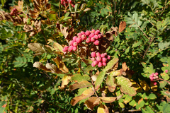 Sorbus sitchensis