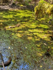 Potamogeton ochreatus