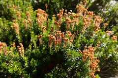 Phyllodoce empetriformis