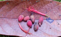 Dendrophthoe glabrescens