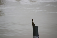 Ptilotula penicillata