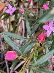 Boronia ledifolia