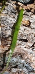 Potamogeton ochreatus