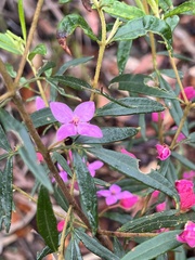 Boronia ledifolia