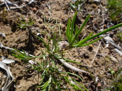 Laxmannia orientalis