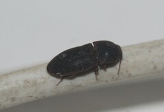 Agrypnus rectangularis