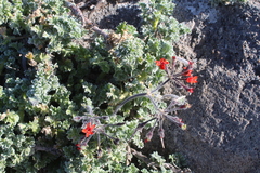 Pelargonium fulgidum