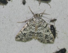 Macaria graphidaria