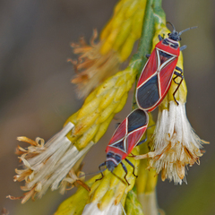 Neacoryphus bicrucis
