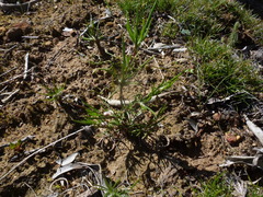 Laxmannia orientalis