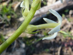 Stackhousia subterranea