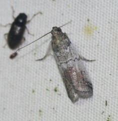 Chararica hystriculella